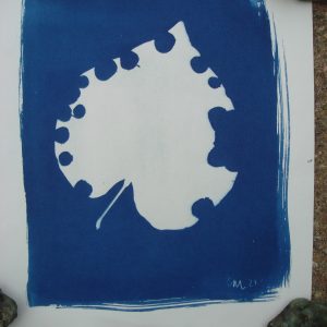 worm-nibbled leaf cyanotype