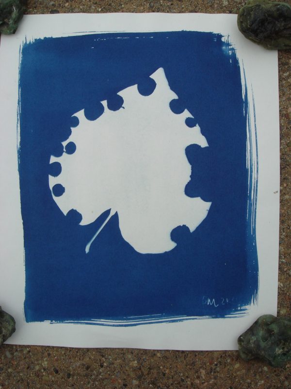 worm-nibbled leaf cyanotype